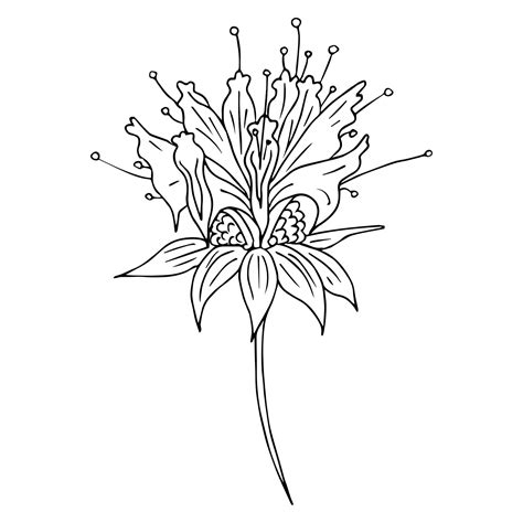 bee balm drawing